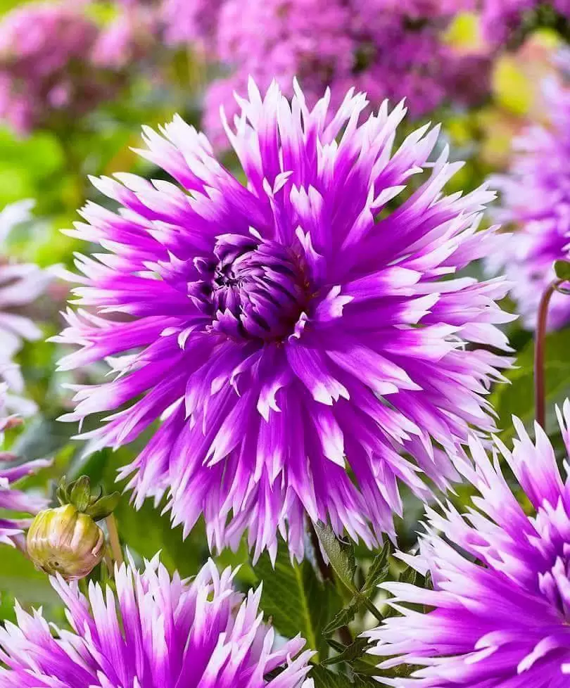 CÓ HAI NGƯỜI VẪN BƯỚC SONG SONG