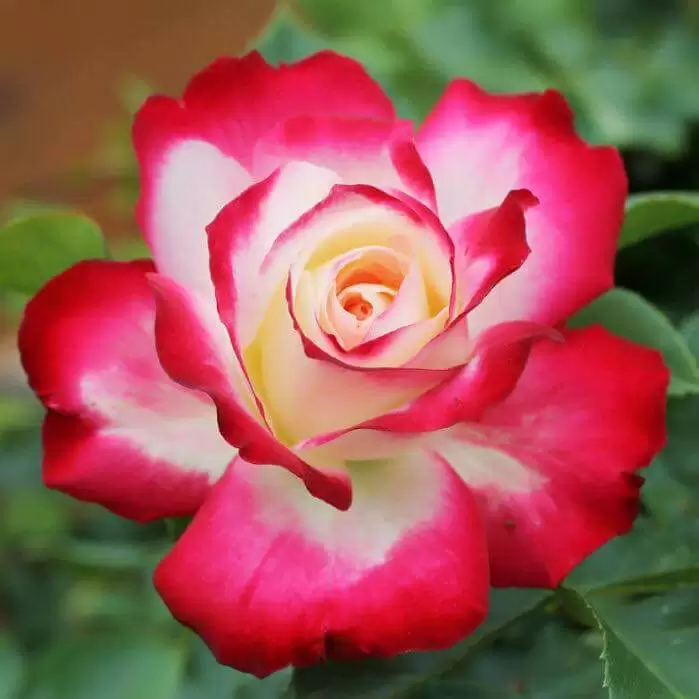 CÓ NHỮNG NGƯỜI MÃI LÀ CHUYỆN XA XƯA