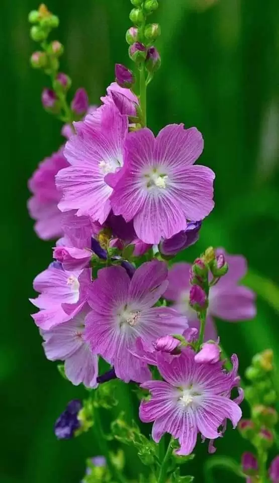 CHÚT ĐẮNG CAY PHA LẪN MẬT ĐƯỜNG