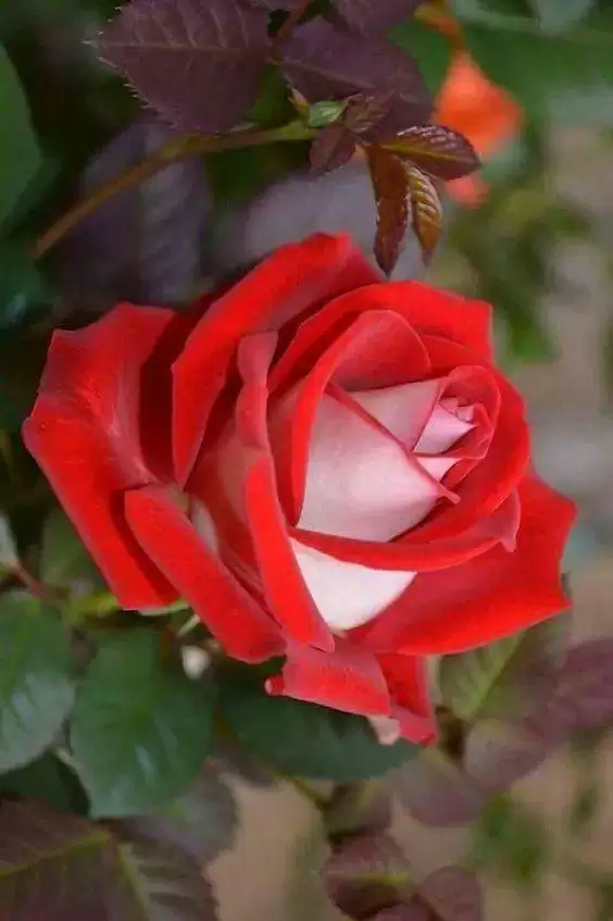 ĐẾN CUỐI CÙNG, TAY CŨNG CHẲNG NẮM BÀN TAY