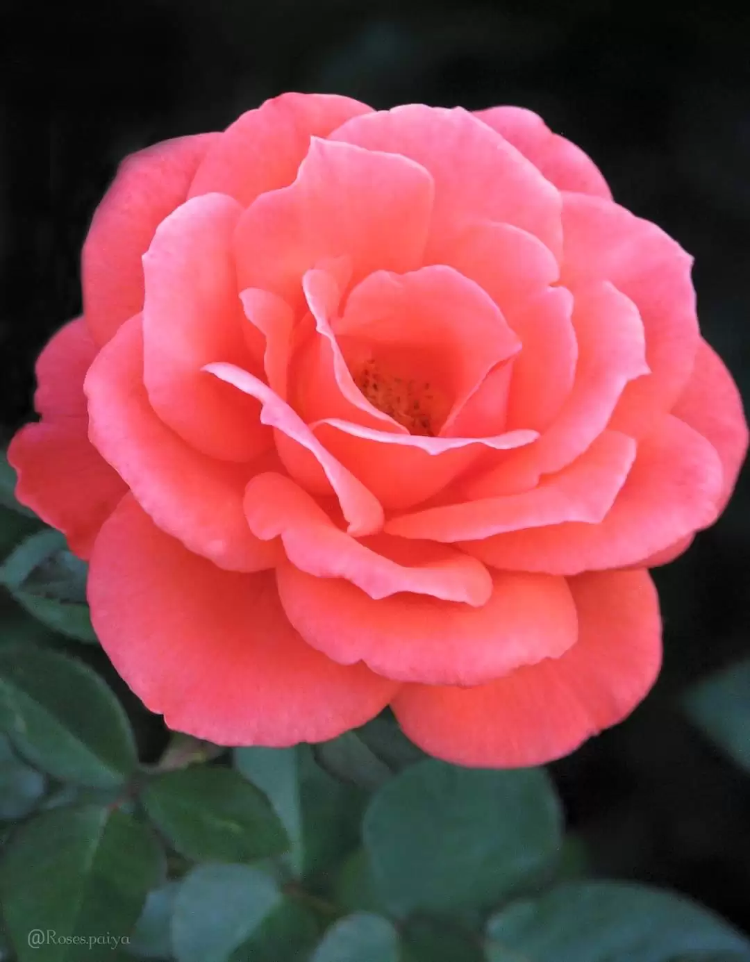 CÔ ẤY ĐÃ TỪNG