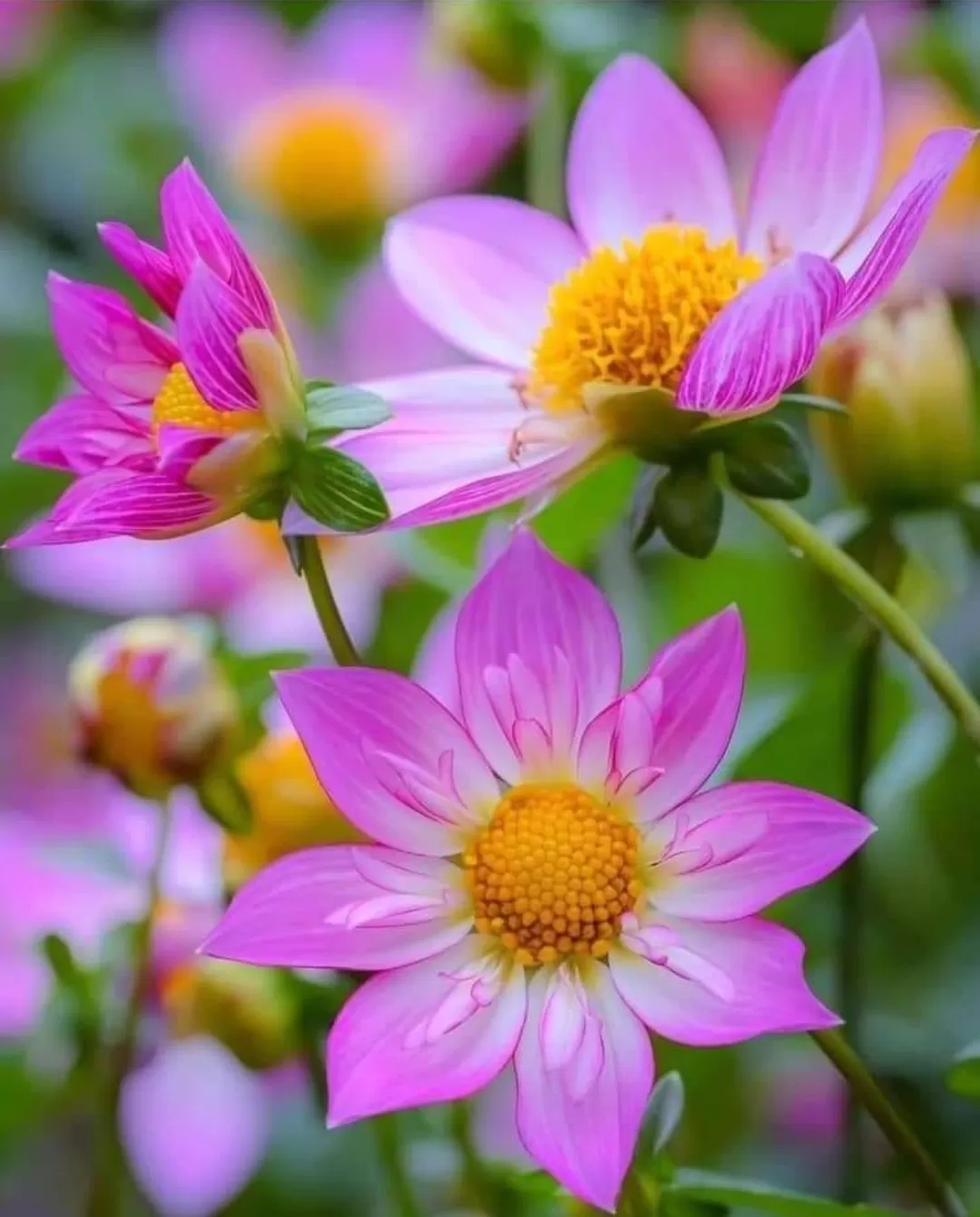 HỌC CÁCH ĐỂ LẶNG IM