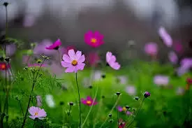 Xuân ấm đã về