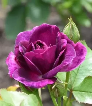 MỘT NGƯỜI DƯNG KHI XƯA ĐÃ YÊU MÌNH