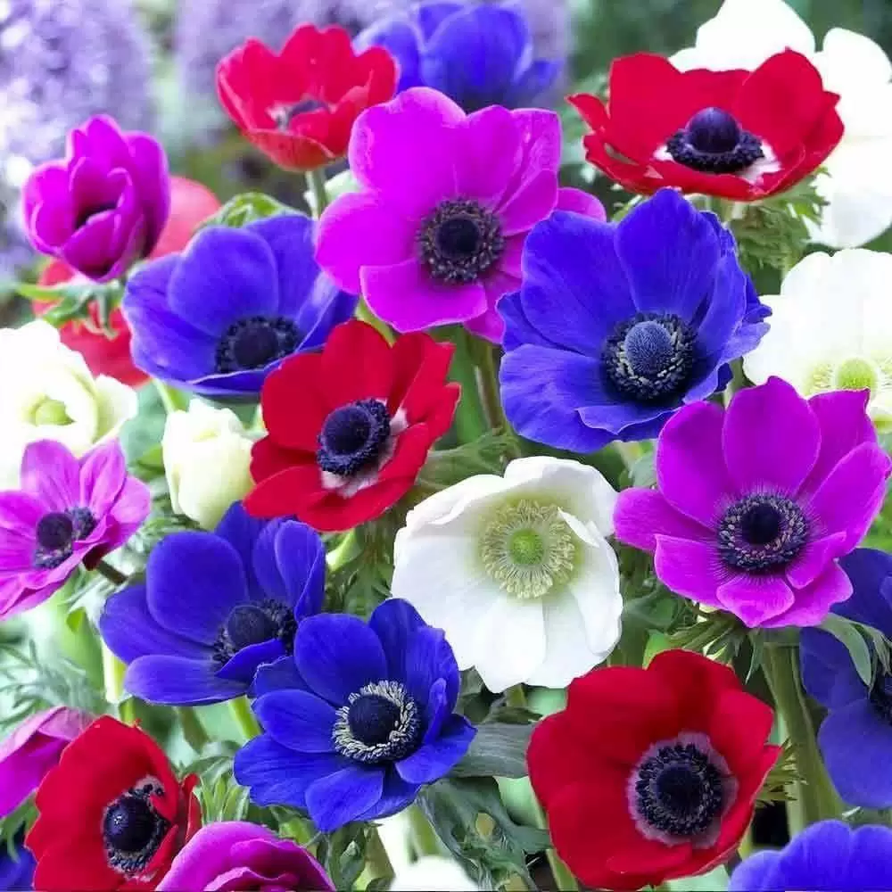 ẢO ẢNH MÔNG LUNG