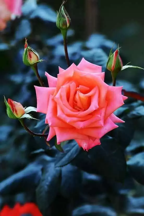 THẢNH THƠI NƠI CÕi TẠM