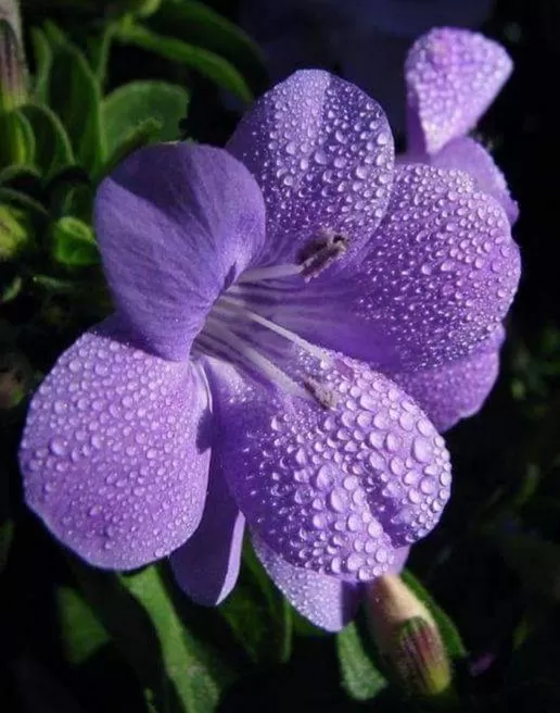 SƯỞI ẤM NHỮNG ĐÊM ĐÔNG