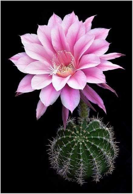 NGƯỜI ĐÀN ÔNG CÔ ĐƠN