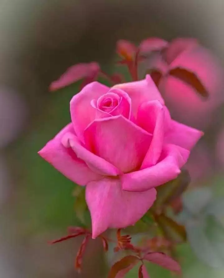 ANH NGỦ THÊM ĐI ANH, EM PHẢI DẬY LẤY CHỒNG