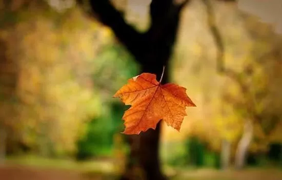 ƯỚC MỘNG NGÀY XANH