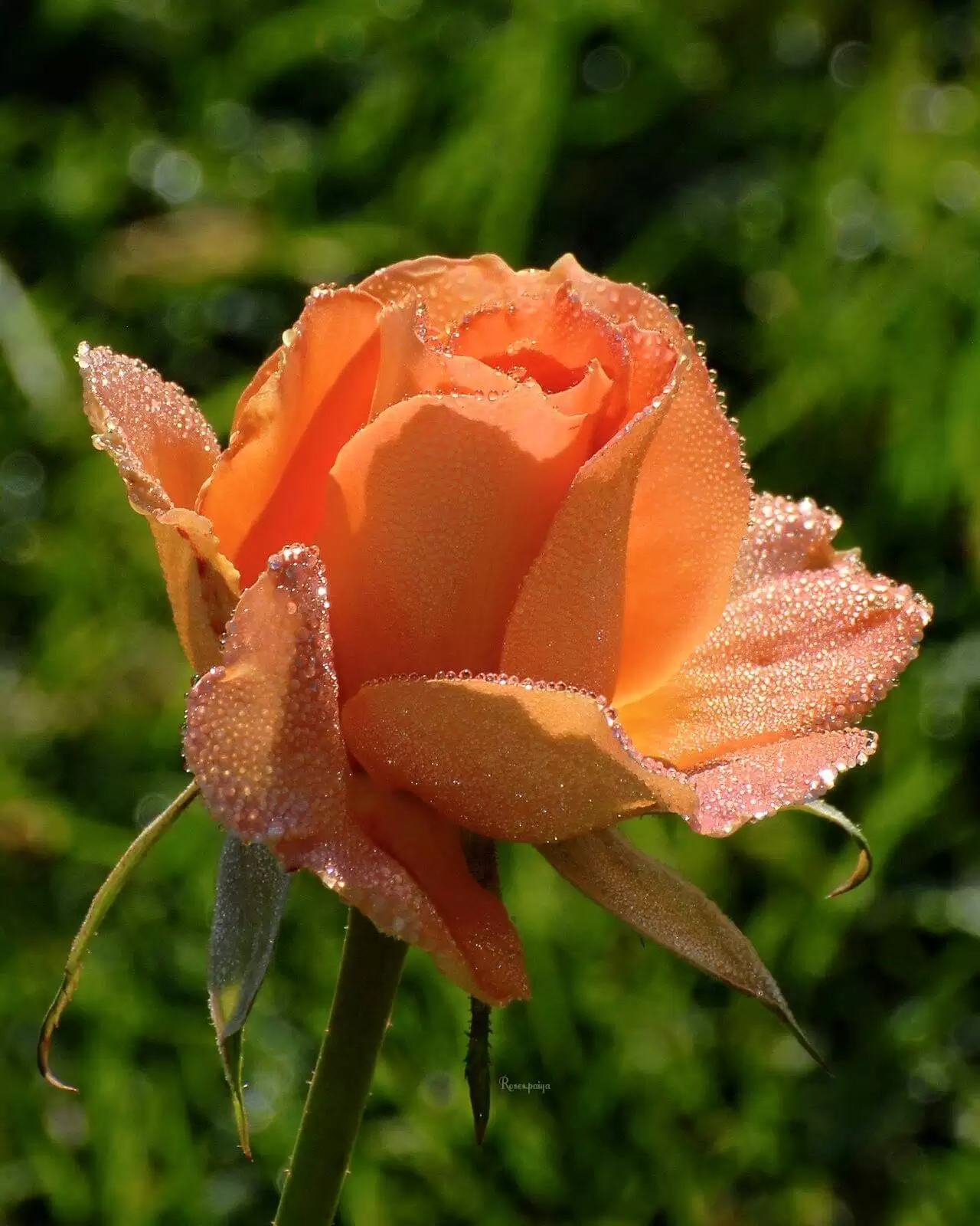 MỐI TÌNH ĐẦU CỦA TÔI