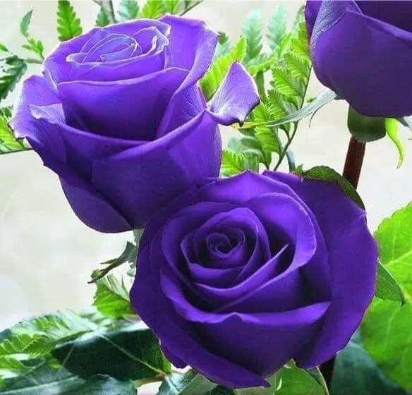 SAO ĐÀNH LY BIỆT