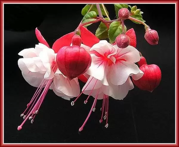 HẸN ANH KIẾP SAU