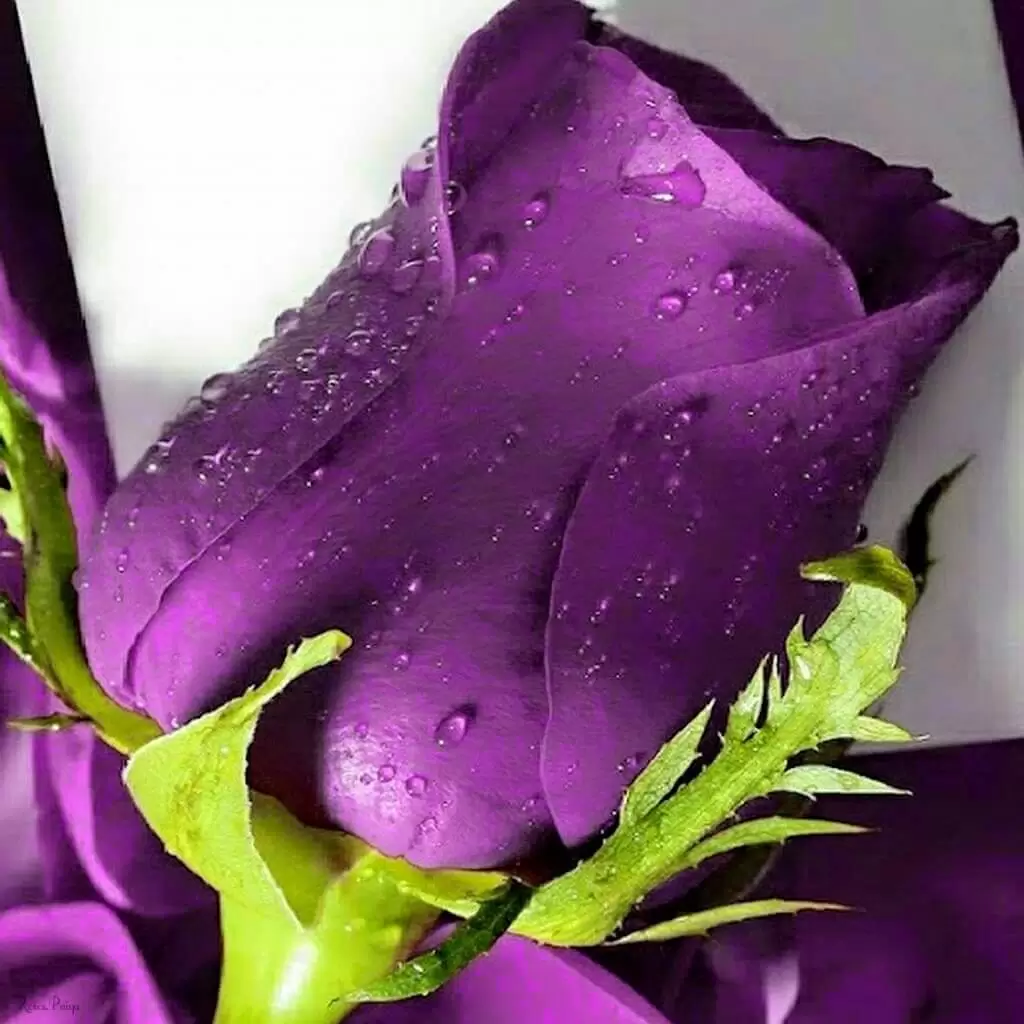 ĐÁNH RƠI HẠNH PHÚC