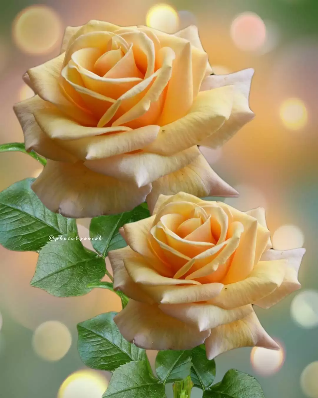 HẾT YÊU KHI CÒN YÊU