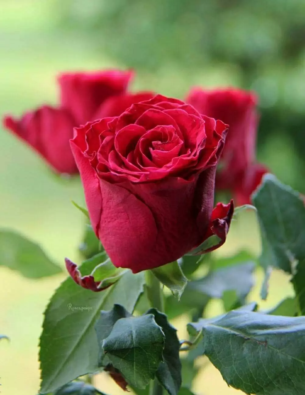 ANH BÂY GIỜ NƠI ẤY CÓ NHỚ EM