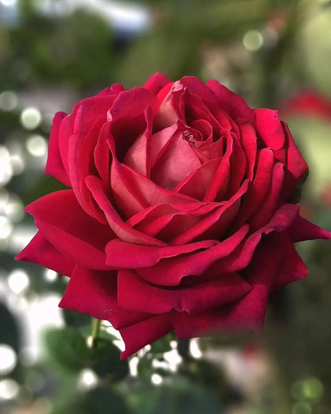 LỜI CUỐI CHO ANH