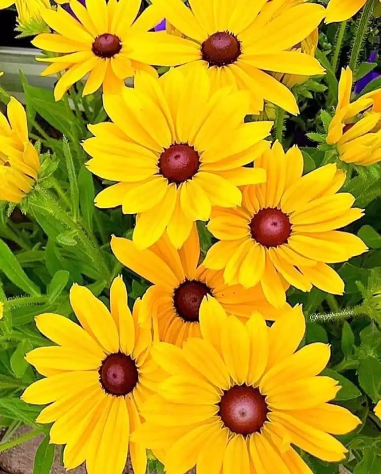 HOA CÚC VÀNG NỖI NHỚ MÙA XƯA