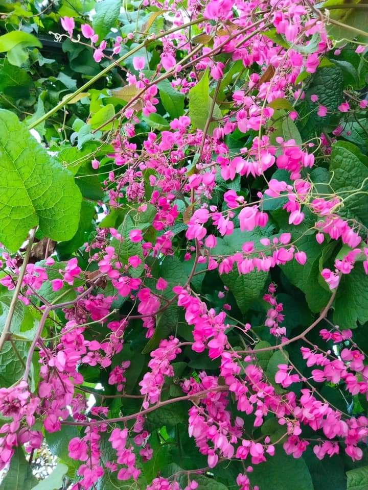 CHÚT NHỚ THƯƠNG VỤNG DẠI