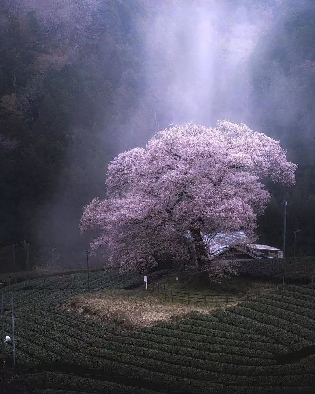 THƯƠNG MỘT MÙA HOA CŨ TÀN PHAI