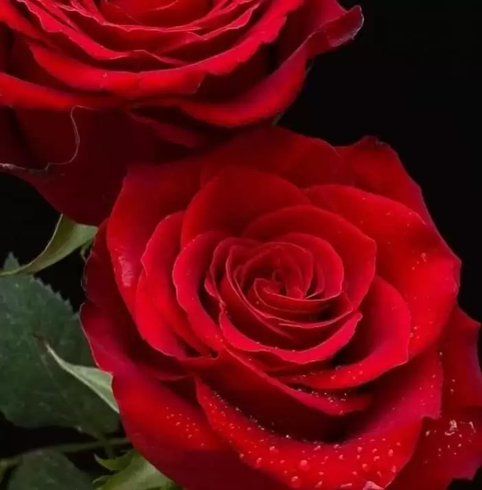 BUÔNG TAY NHA ANH, BỞI EM SỢ YÊU RỒI