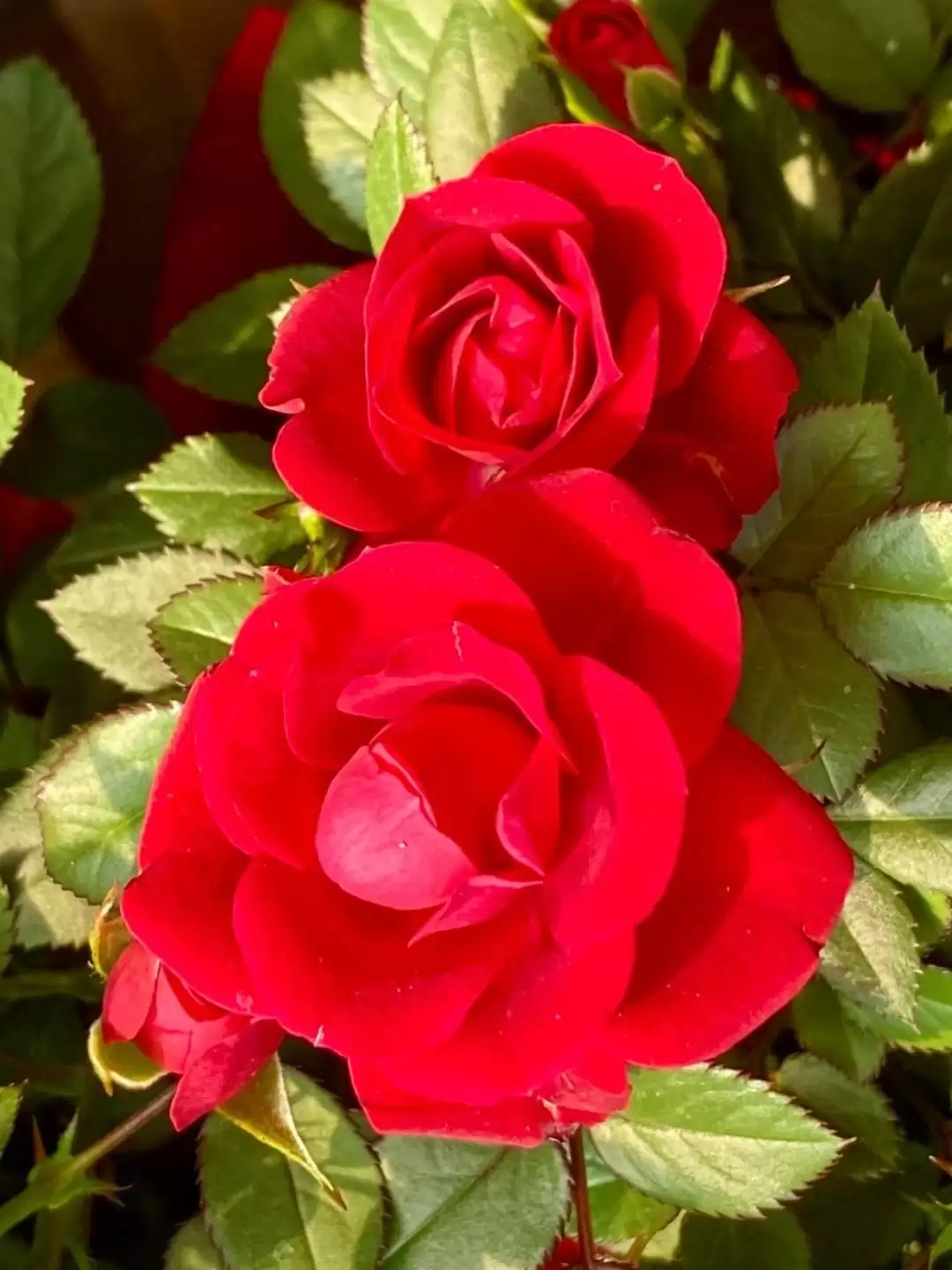 ANH LÀ NIỀM KHẮC KHOẢI CỦA RIÊNG EM