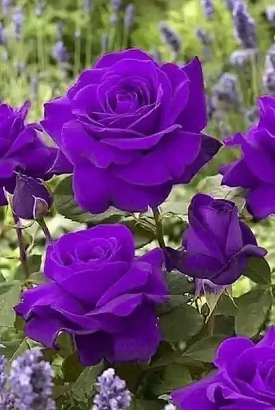 CHÚNG MÌNH KHÔNG THỂ…..