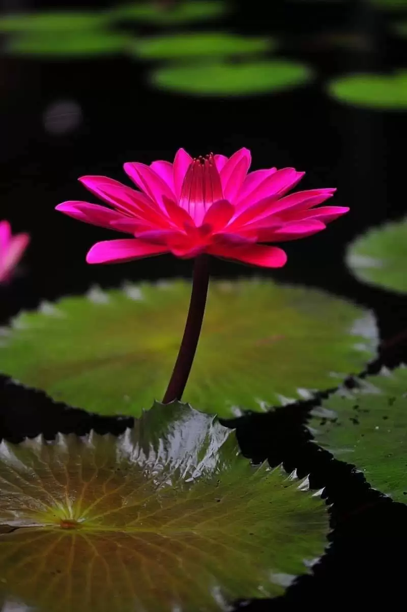 MẸ ĐỪNG VÌ CON CAM CHỊU MỘT MÌNH