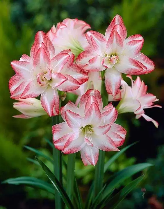 CÒN AI ĐỂ NHỚ MONG ?