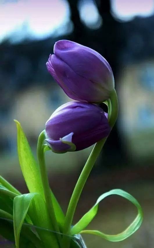 NẾU GẶP LẠI, LIỆU CHÚNG MÌNH CÓ KHÓC?