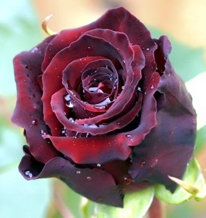 MỆT THẾ ĐỦ RỒI, CHO EM XOÁ TÊN ANH