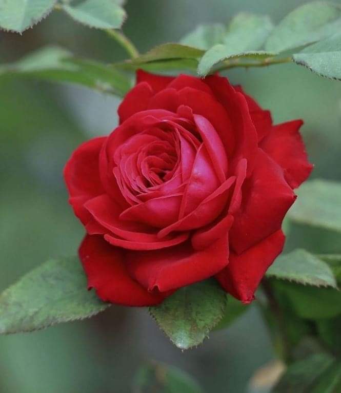 TRÓT LỠ THƯƠNG ANH