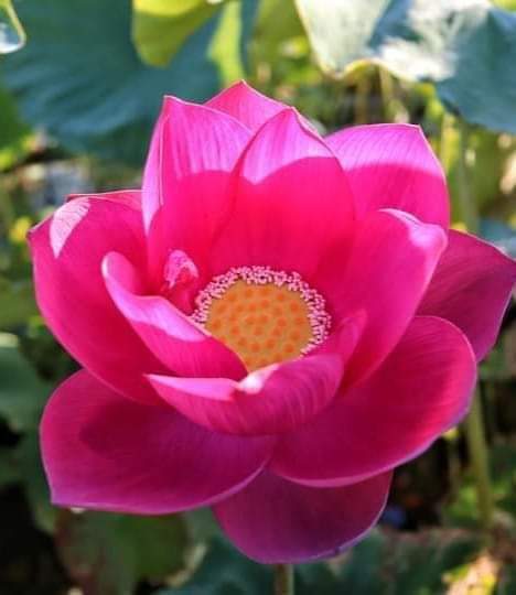 VIẾT CHO TUỔI 50