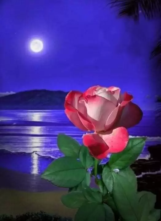 GIỌT BUỒN RỚT TRONG ĐÊM